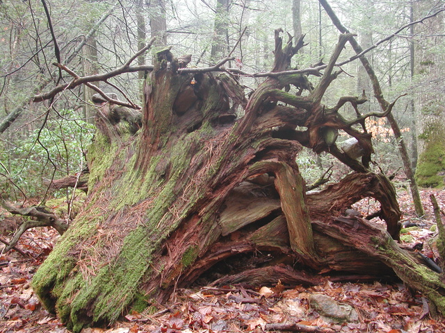 stump in Ramsey's Draft